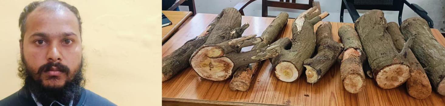 ಸಿಸಿಬಿ ಪೊಲೀಸರ ದಾಳಿ;ಆರೋಪಿ ಅರೆಸ್ಟ್30 ಕೆಜಿ ಶ್ರೀಗಂಧದ ಮರ ವಶ